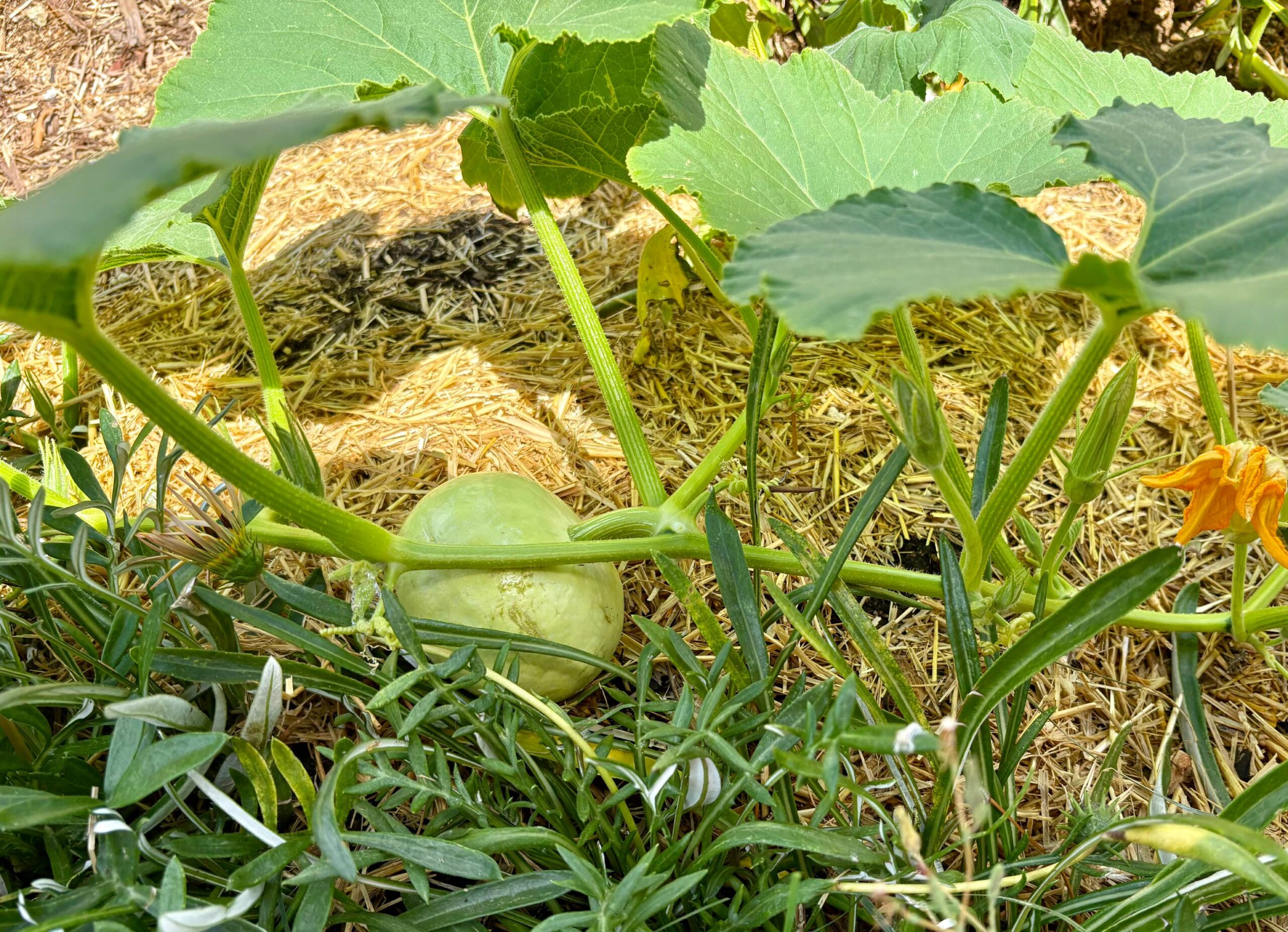 Sunday Planting with Ivy