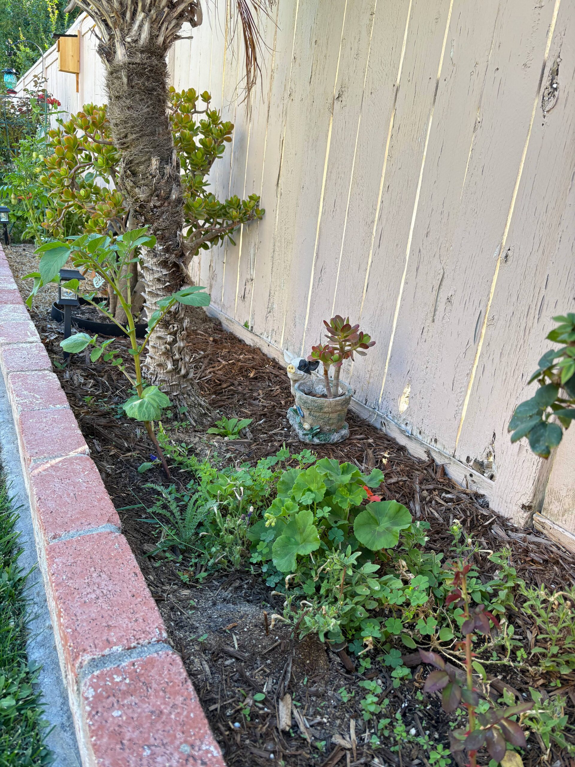 Fertilizing before rain