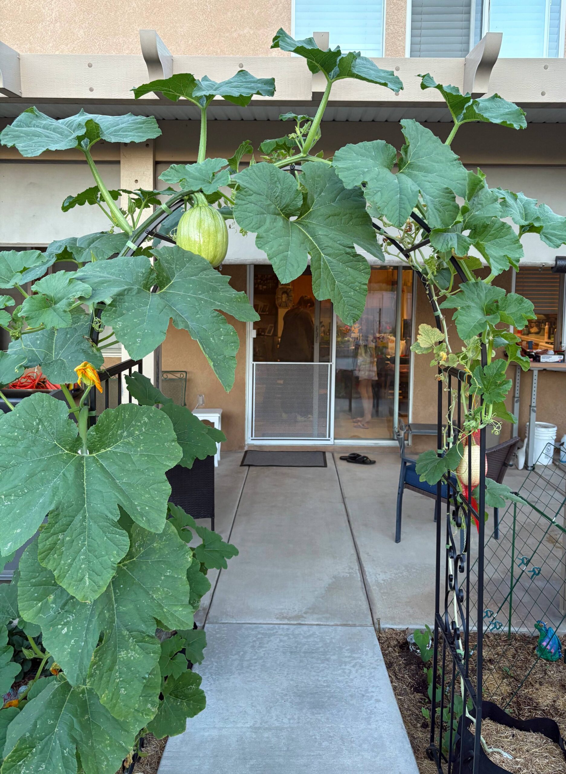 Fertilized After Rain