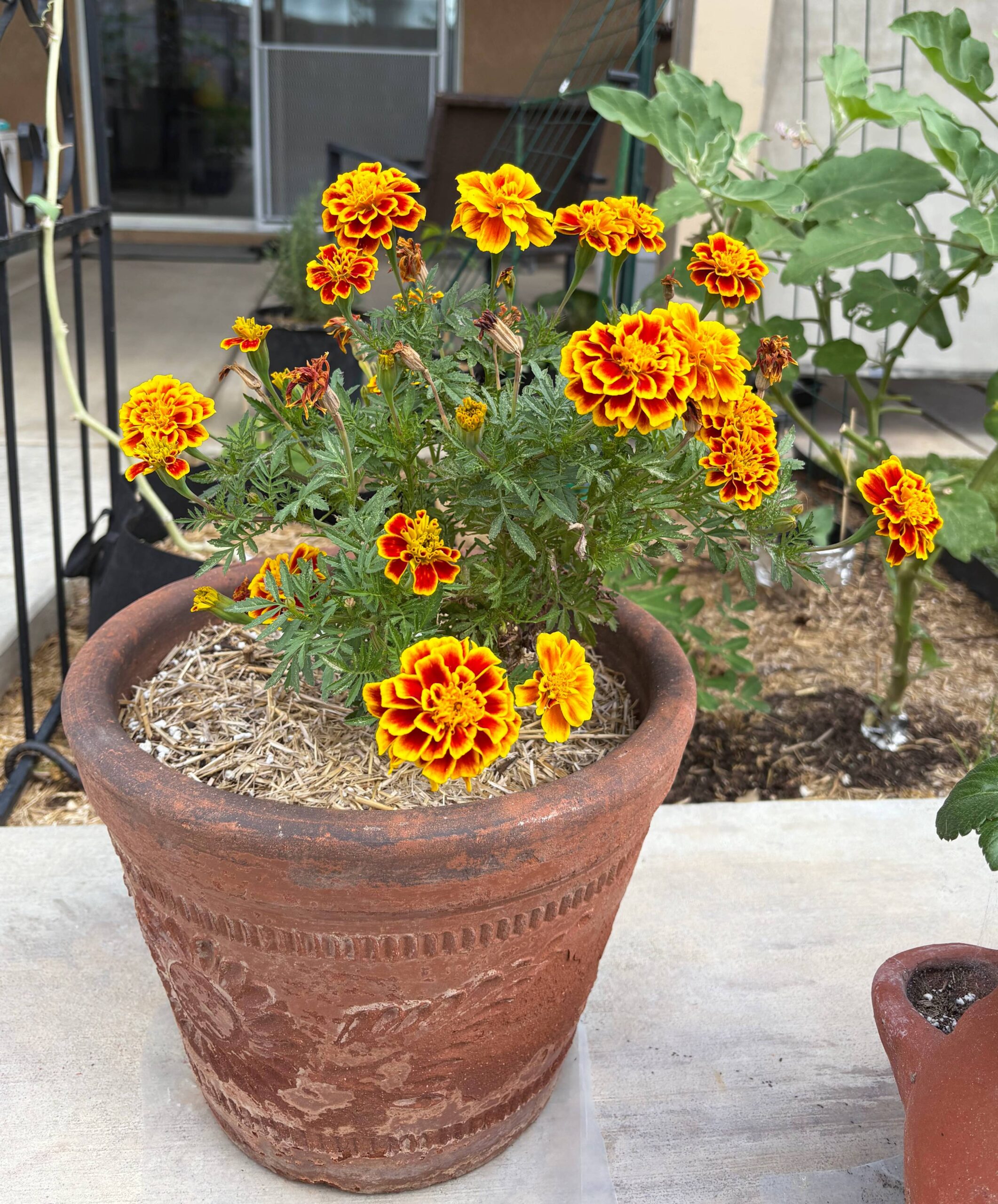 Letting Go and Planting More