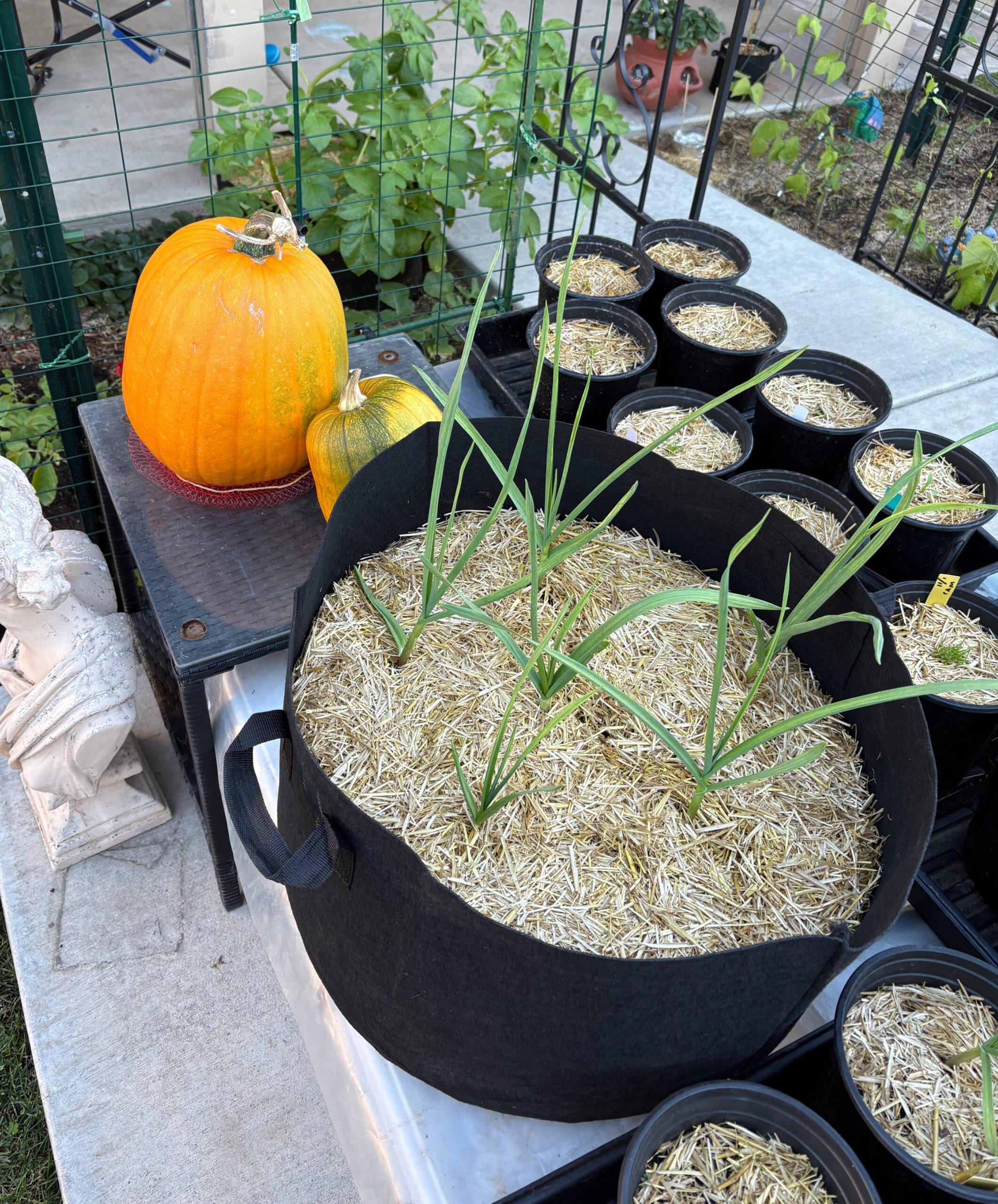 Fertilizing and Preparing