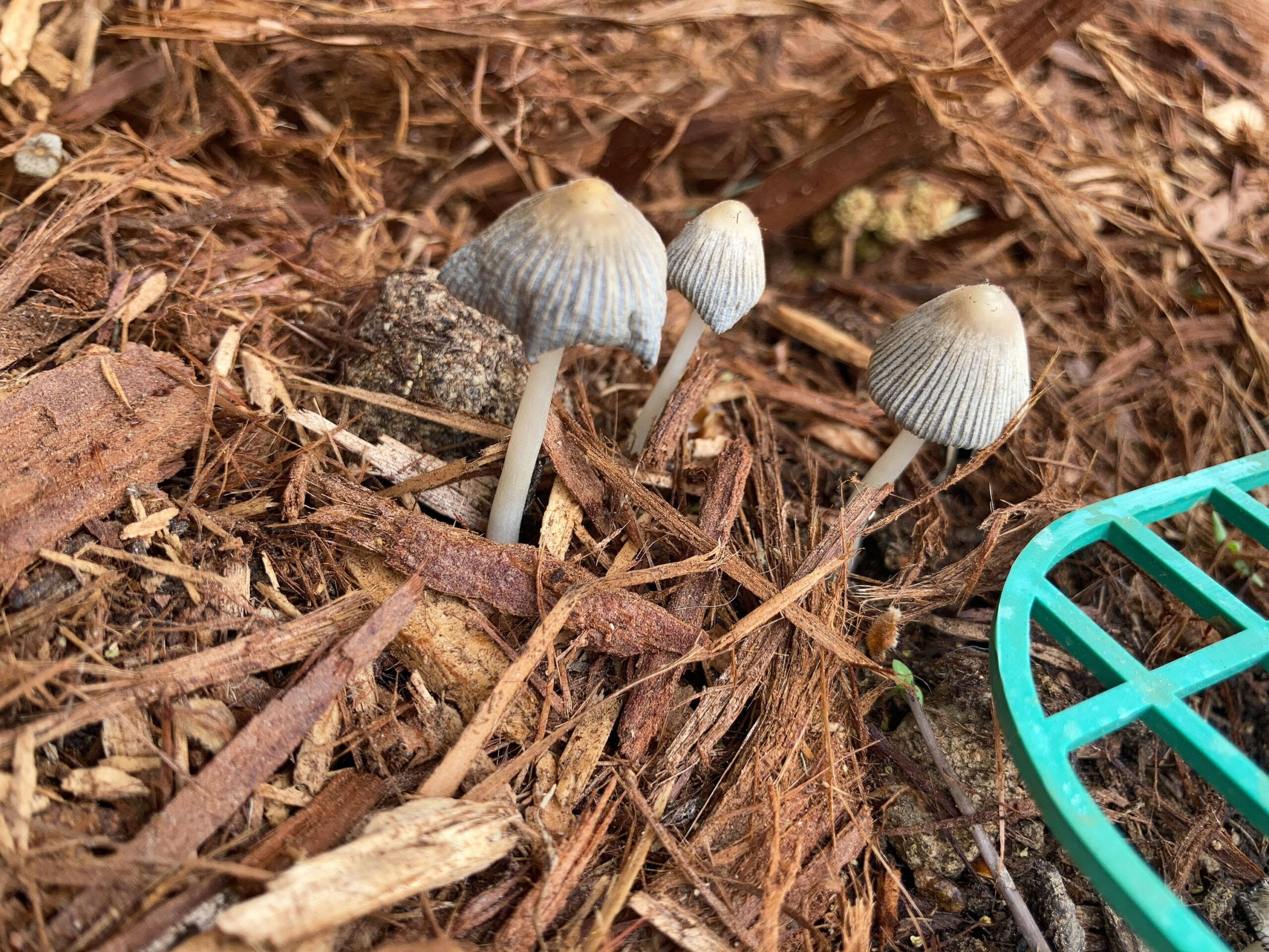 Wildlife, Flowers, Tomato Progress