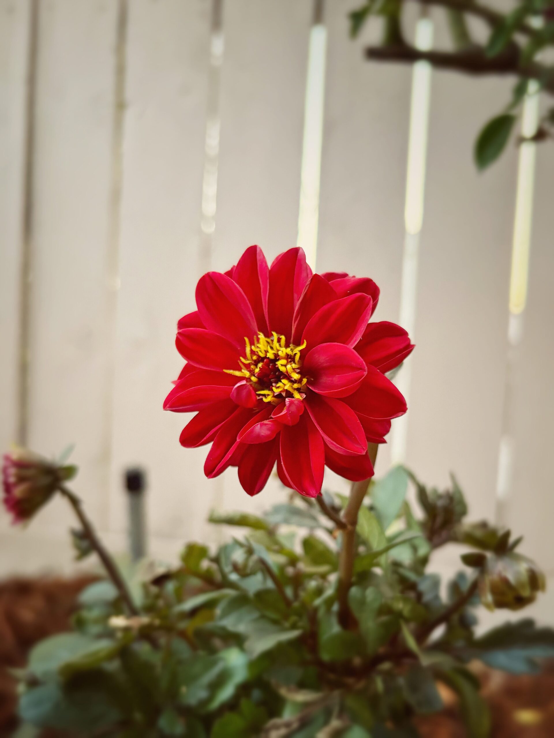 Tomato Progress, Flowers, etc