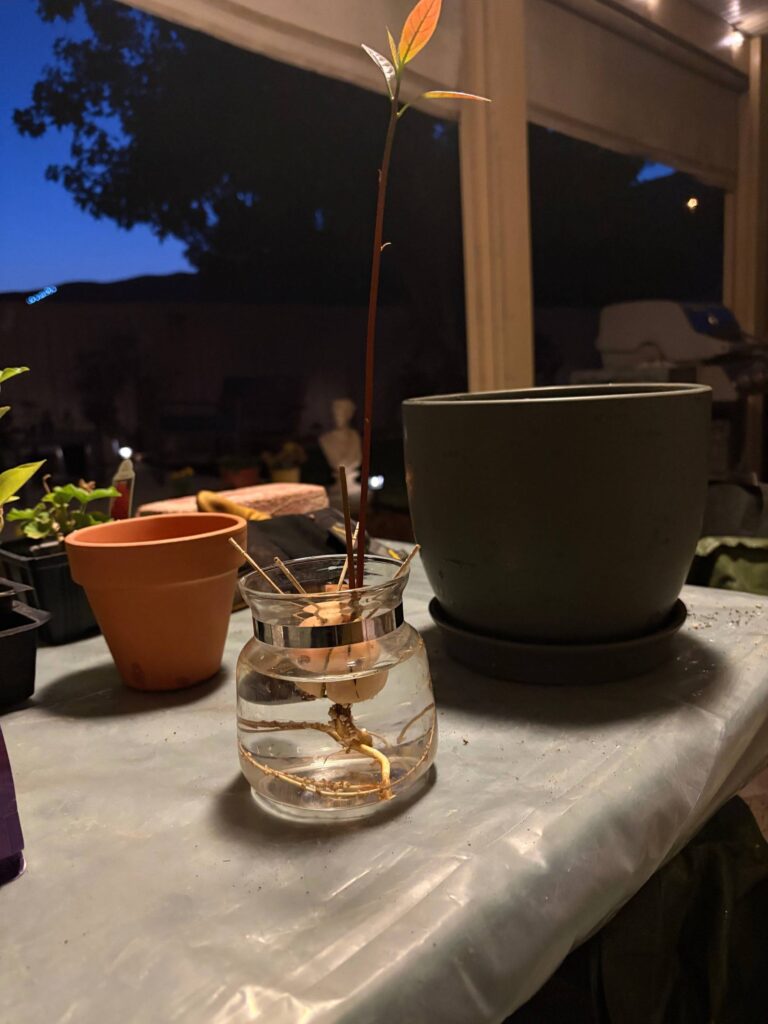 Avocado in June 2025