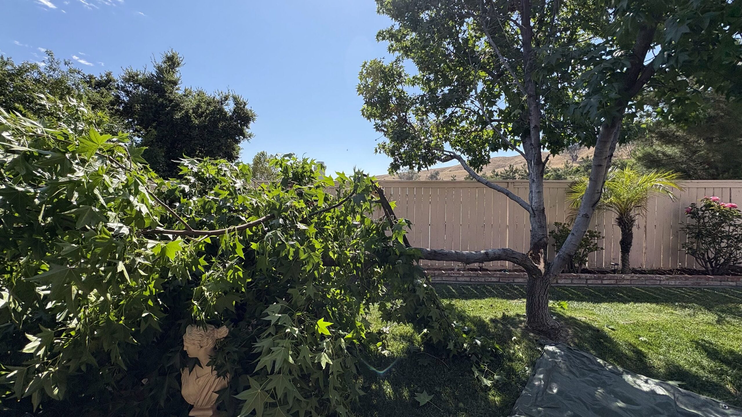 Losing a Tree, Planting an Avocado