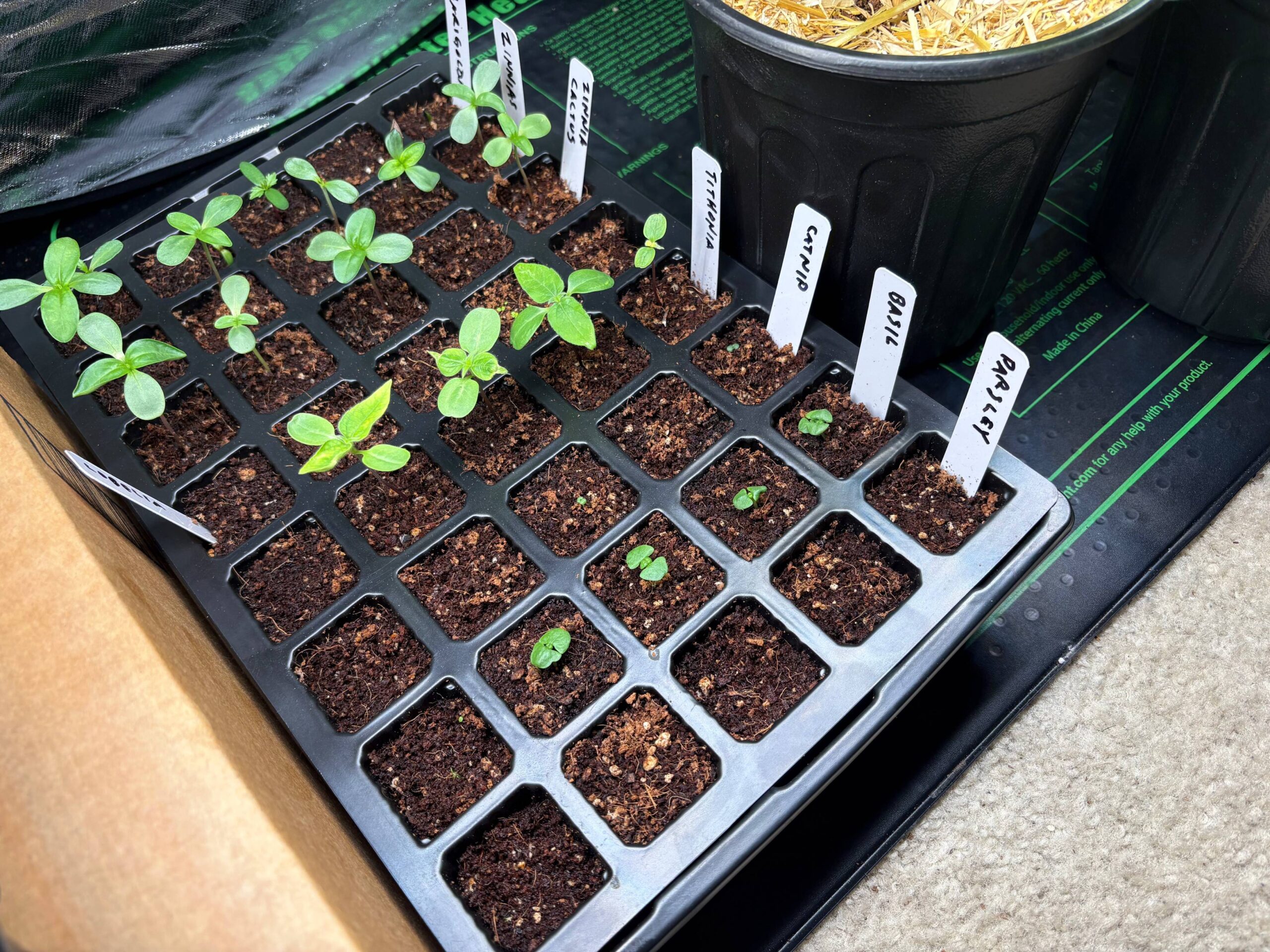 Starting Plants From Seeds