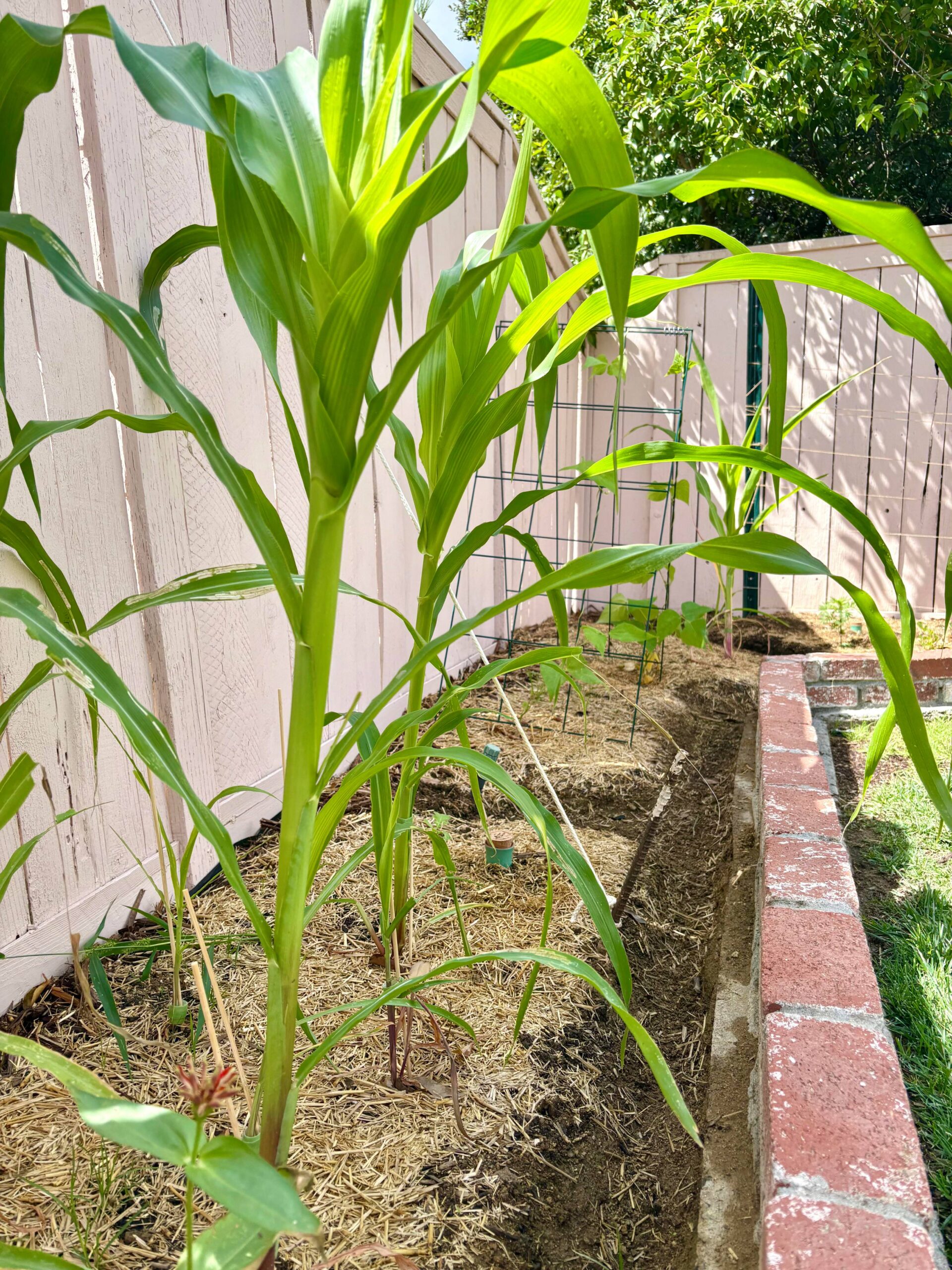 Corn, Eggplant, Tomatillos, etc