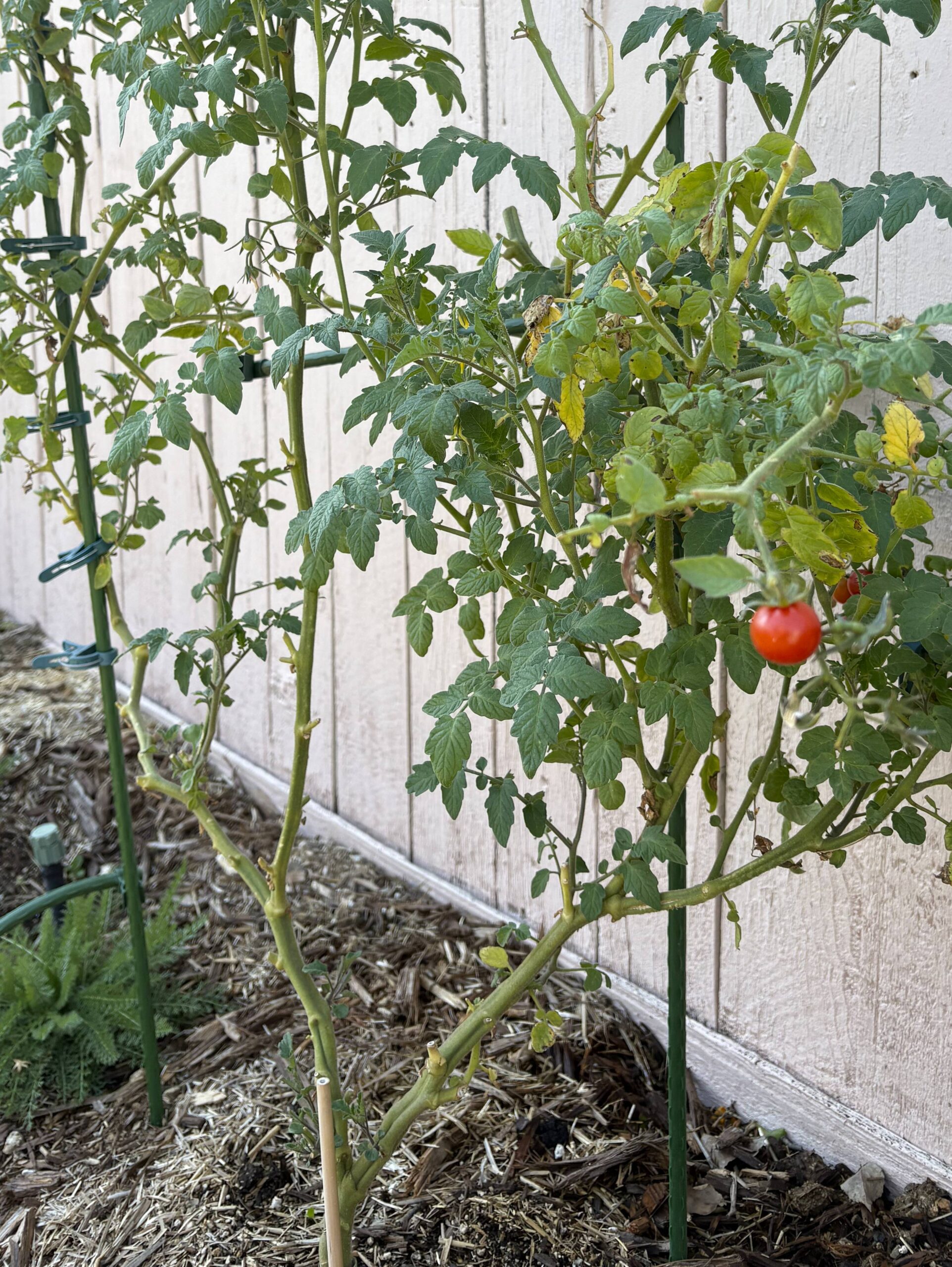 Fertilizing and Maintenance