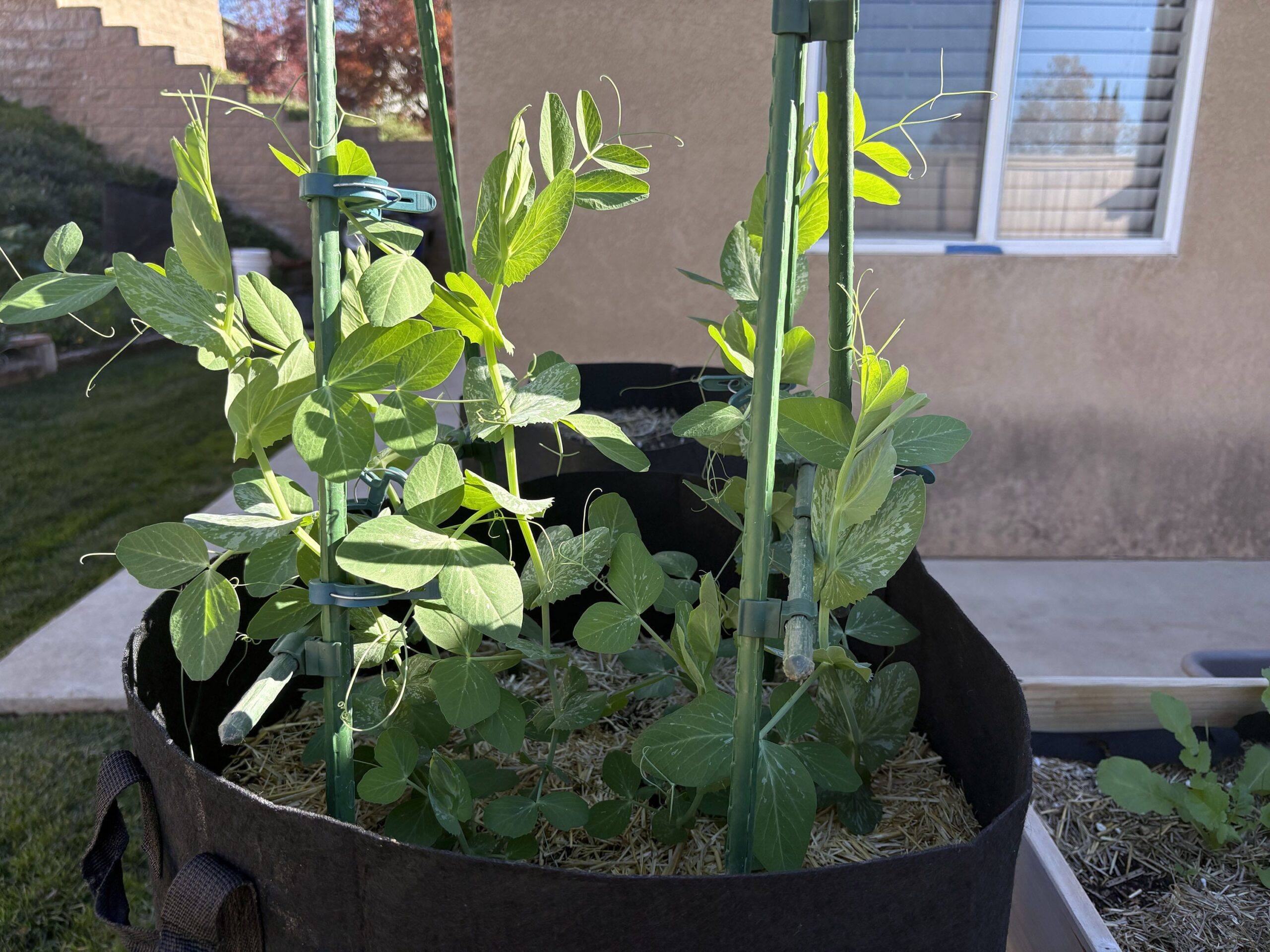 Magnesium & Potassium