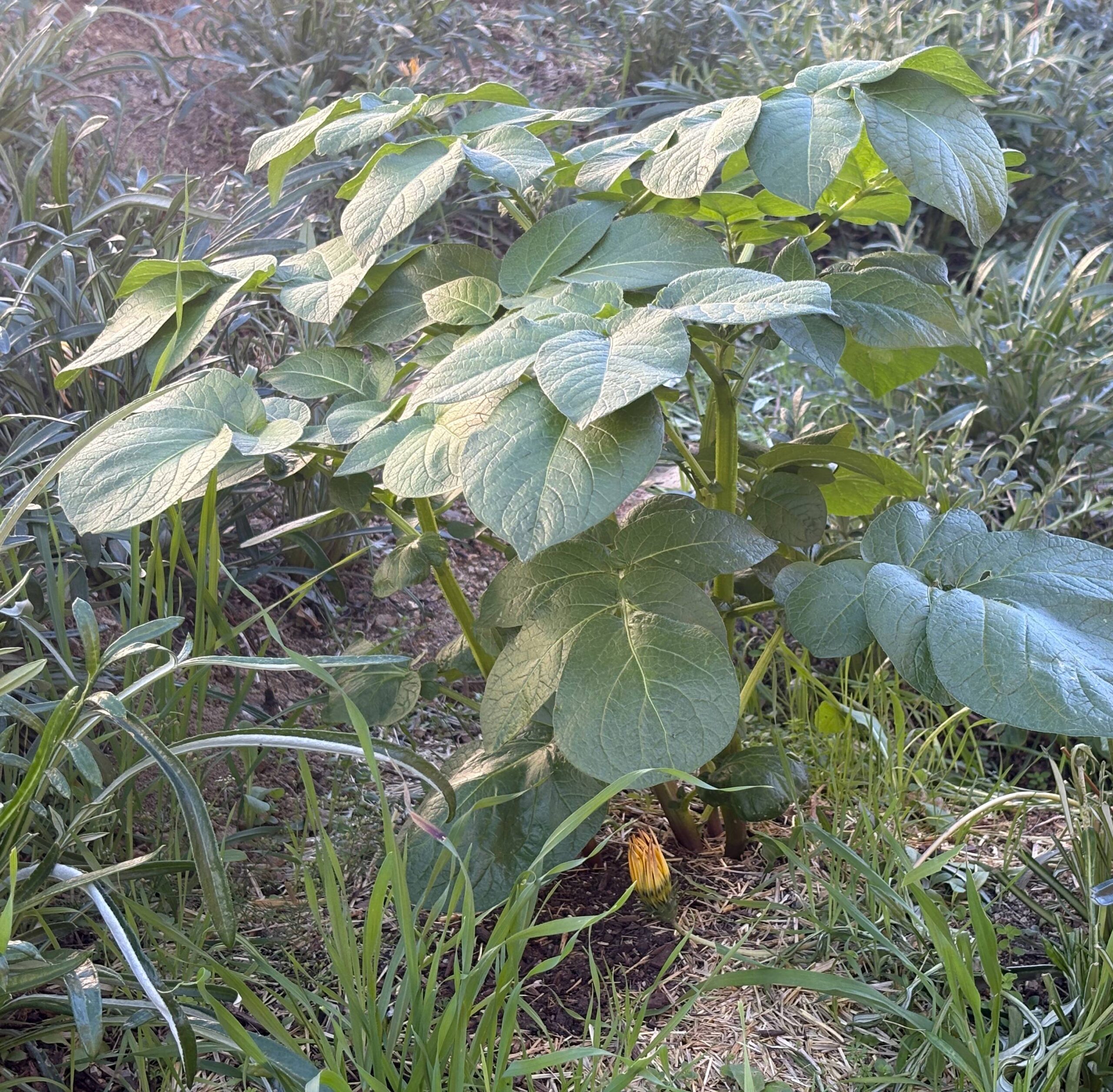 Maintenance, Composting, Planning