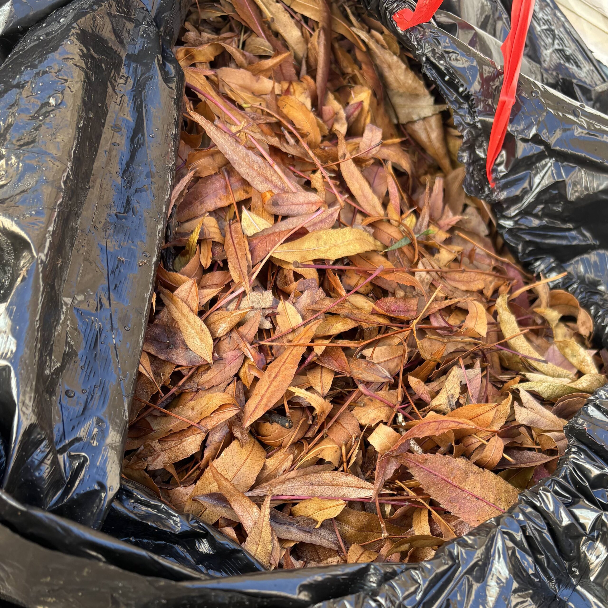 Compost Pile