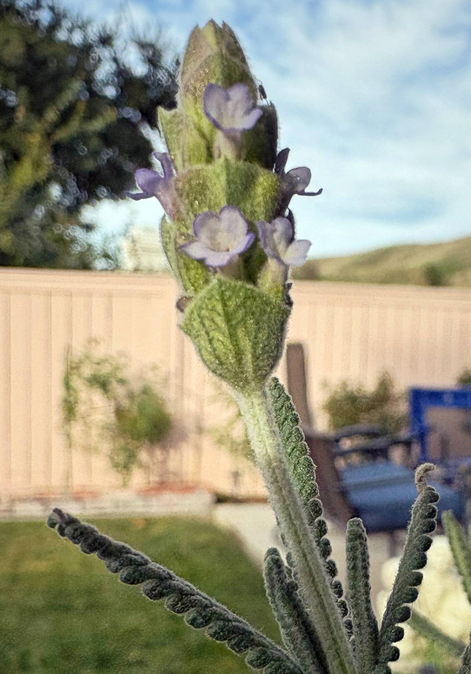 Celery Thinning, Lavender Blooms