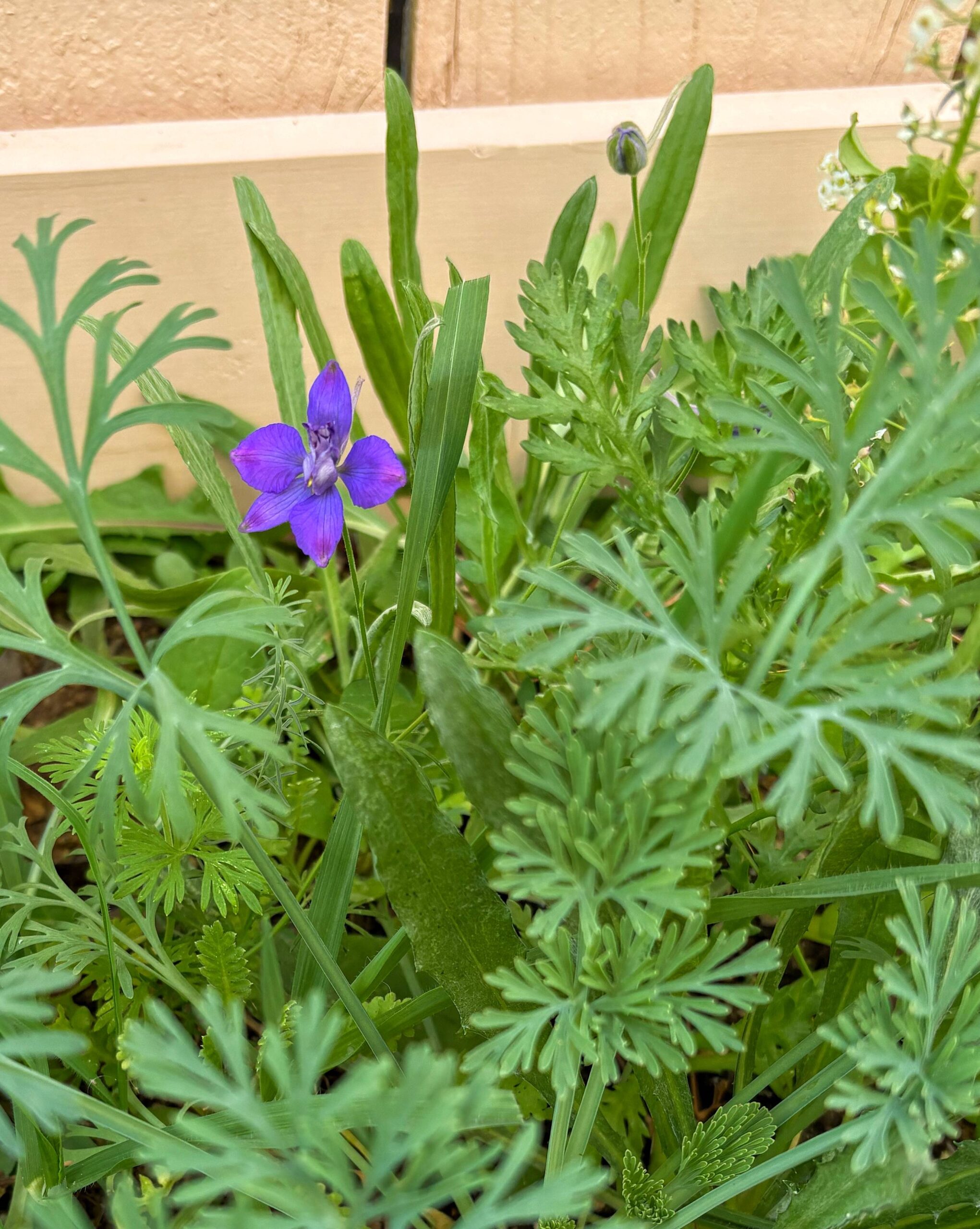 Fertilizing and Planting