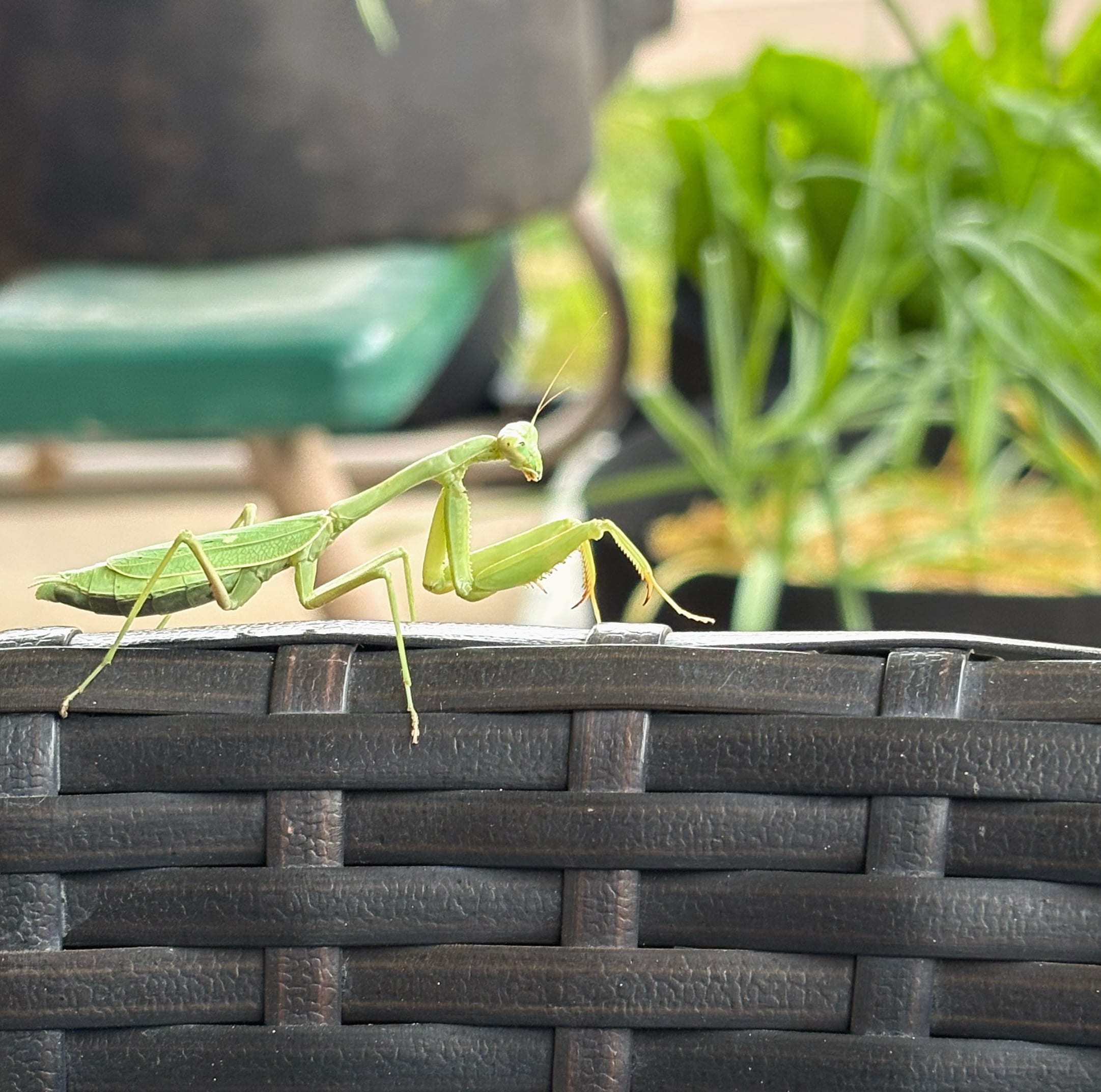 Late Season Tomato Blemishes + New Seedling Wins