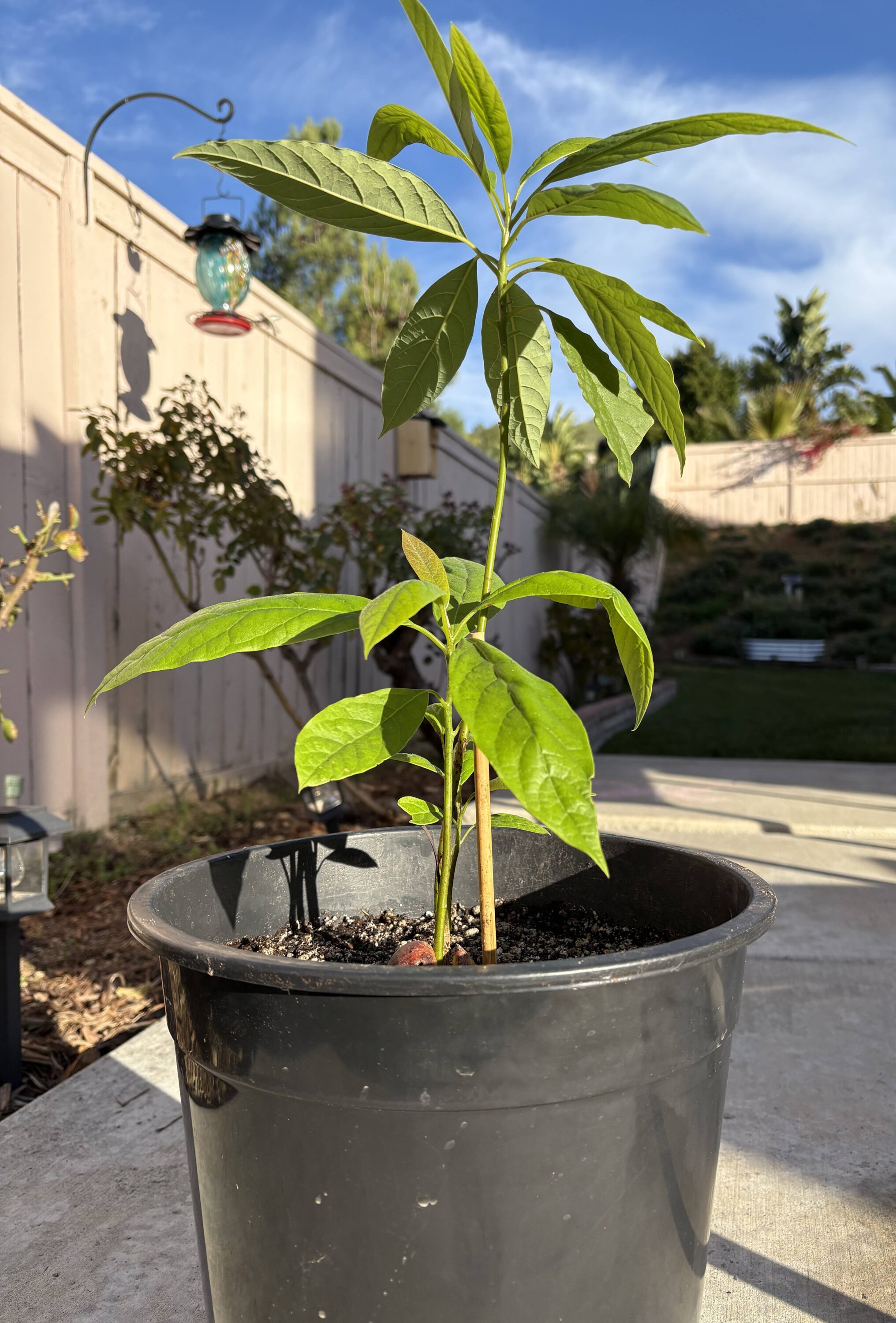 Avocado in Jan 2025