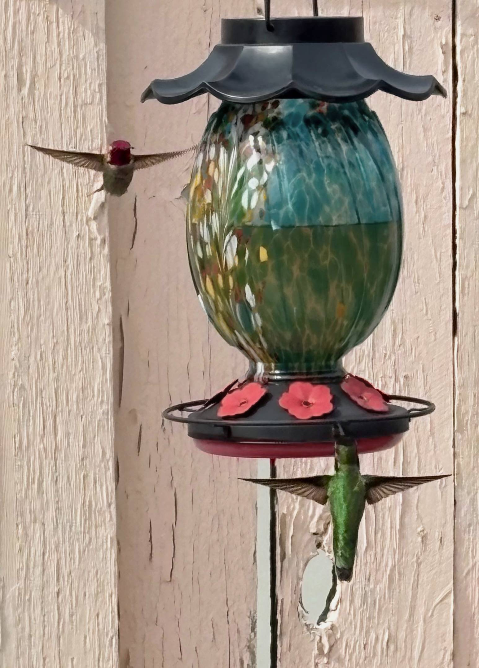 Surprise on Favorite Plant & More Spring Prep