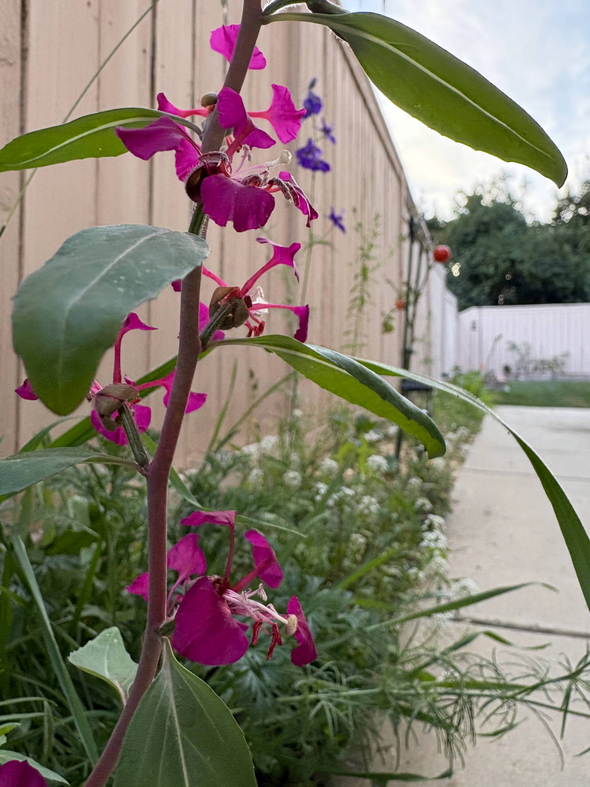 Quick Notes and More Photos + Amazing Blue Flowers