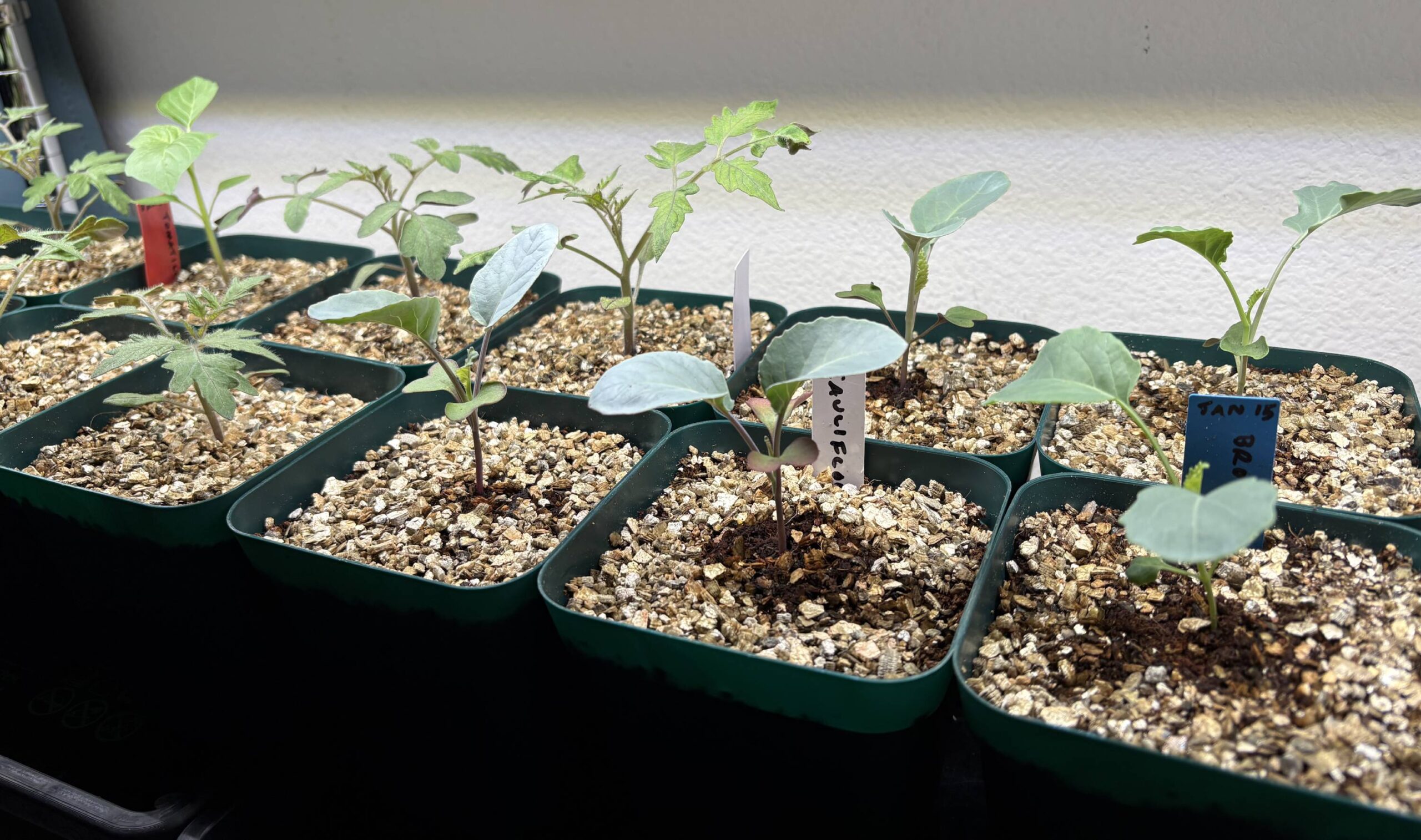 Prep, Rain, Seedling Updates