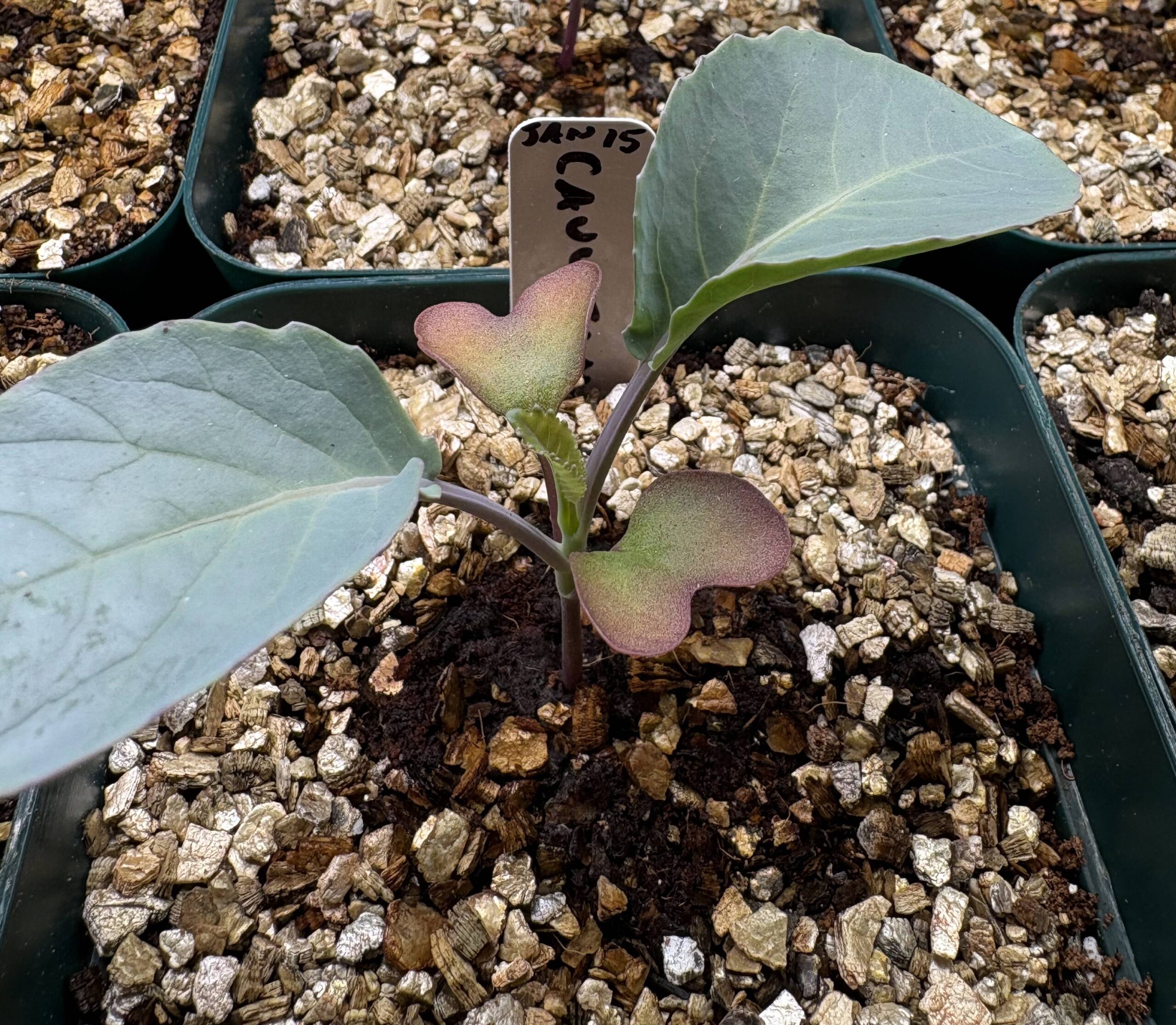 Plants Have What? I Did Not Know This