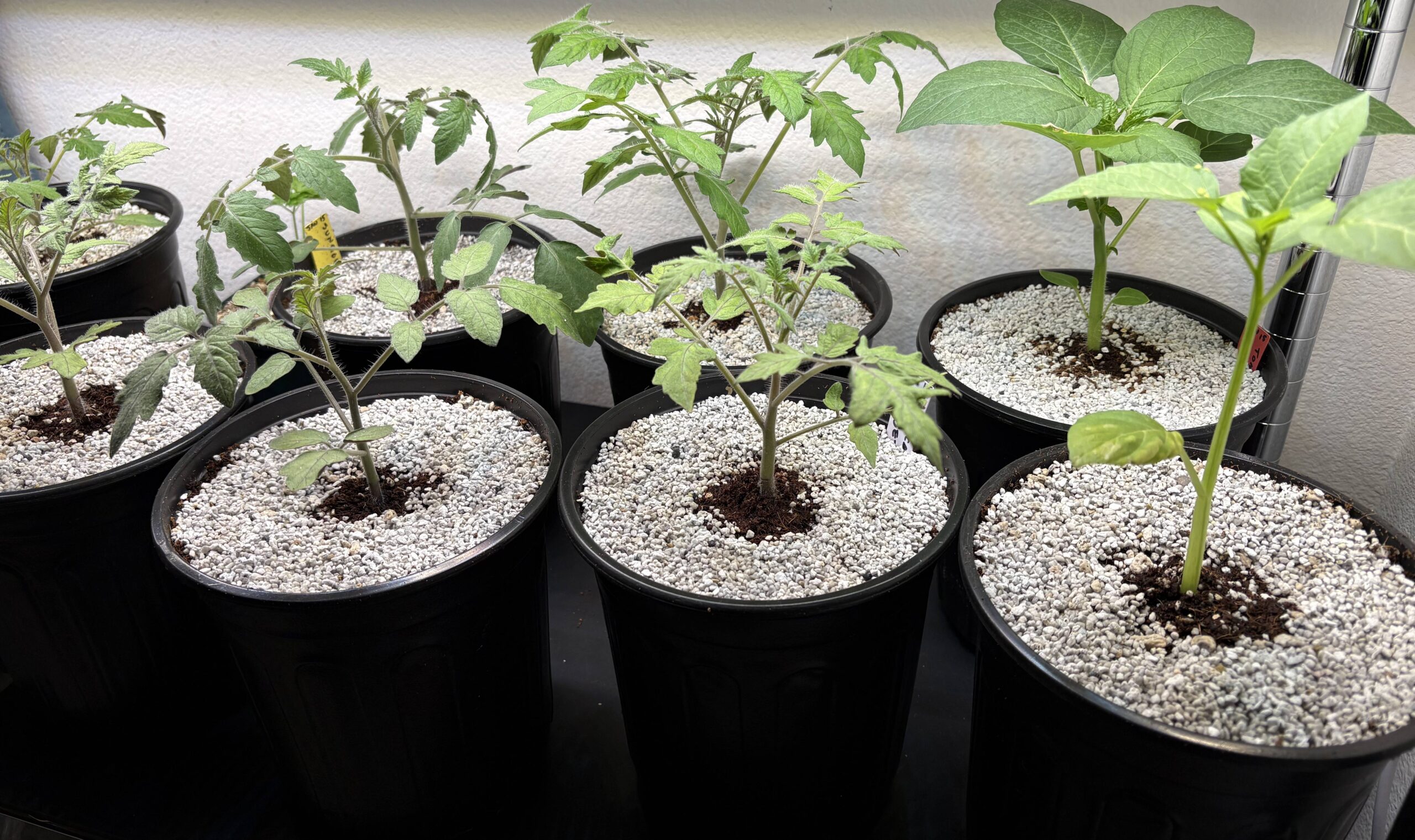 Spring is coming, let’s start hardening off plants