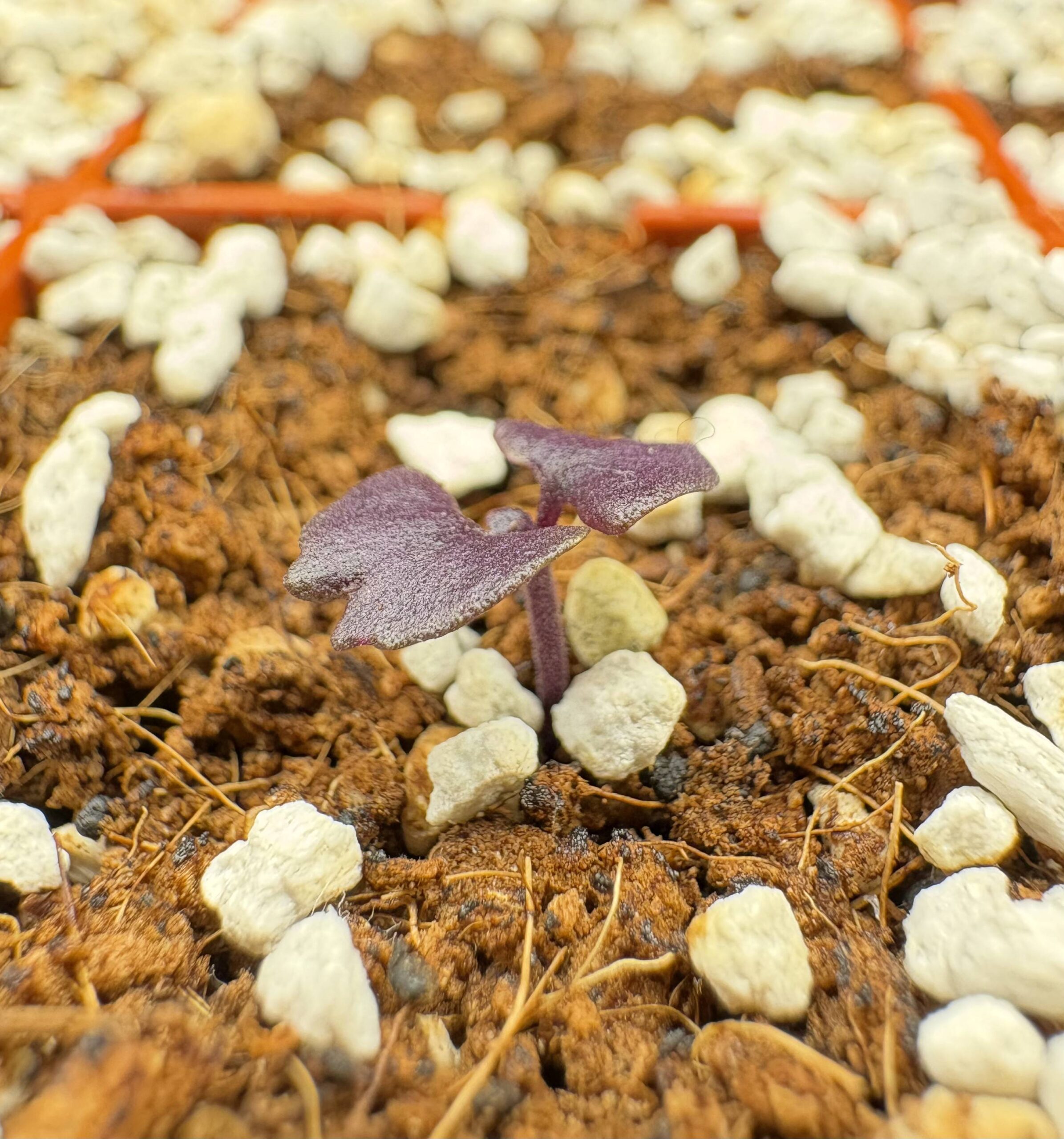 Full List of Plants Growing Inside and Outside